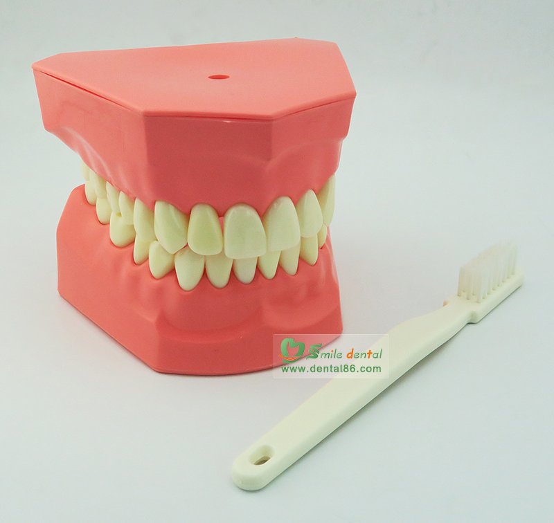 Two times Tooth-brushing  Model